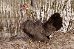 Photo de Poule