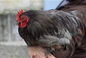 Photo de Poule