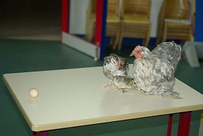 Photo de Poule