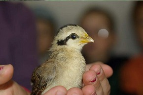 Photo de Poule